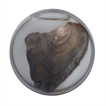 OGRLICA BISER ŽELJA